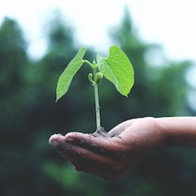 Small tree growing from hand